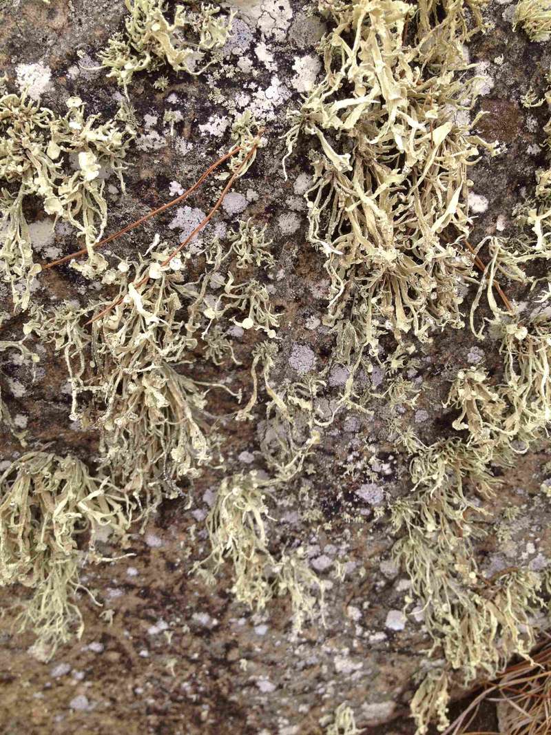 [Ramalina portosantana]